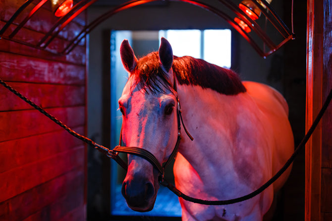 Pferd steht unter dem Solarium