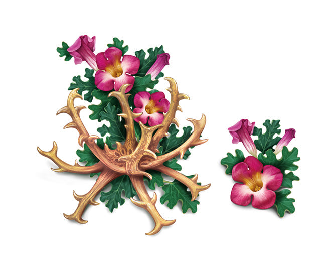 Afrikanische Teufelskralle (Harpagophytum procumbens),