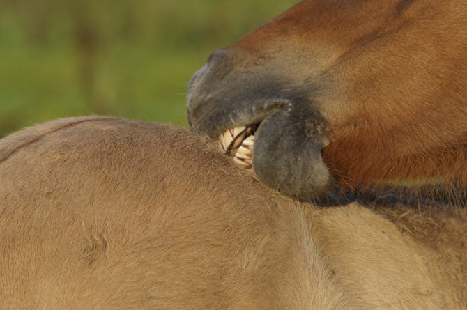 Ein Pferd kratzt sich selbst mit den Zähnen am Rücken