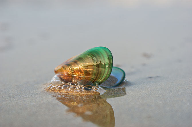 Eine Grünlippmuschel liegt am Strand