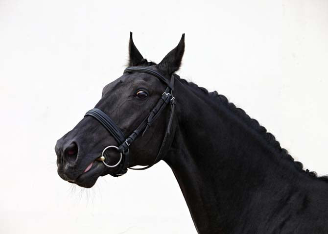 schwarzes Pferd schaut nervös