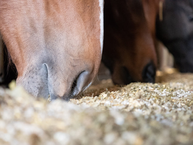 Ein Kilo hier und eins dort oder: die richtige Futtermenge fürs Pferd