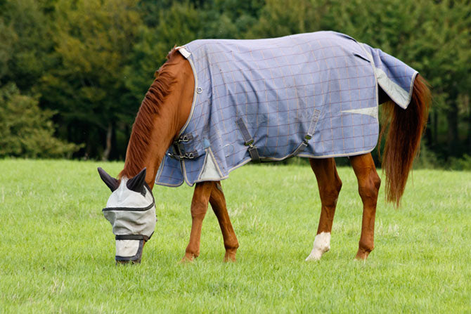 Ein Pferd mit Fliegendecke