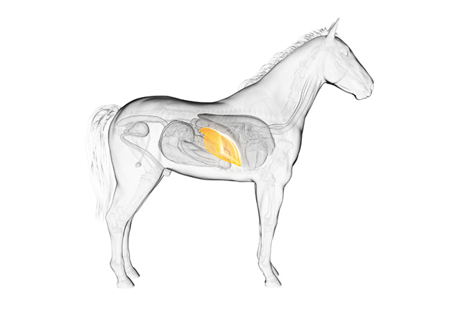 Die Leber beim Pferd: Ein essentielles Organ