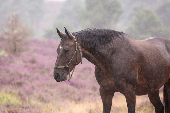 Dermatophilose beim Pferd: Das Regenekzem verstehen