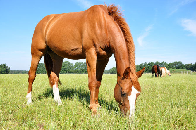 Pferd steht in der Sonne auf der Koppel