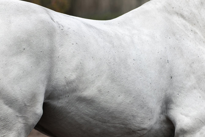 Kissing Spines bei Pferden: Macht reiten krank?