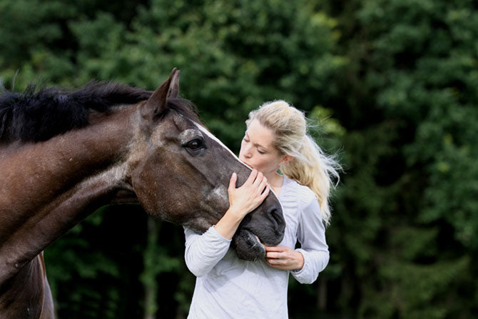 Ein altes Pferd