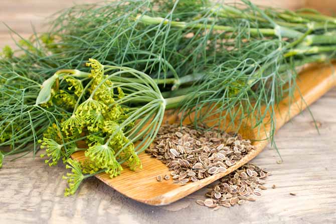 Fenchel für Pferde: Heilpflanze für Magen, Darm und Atemwege