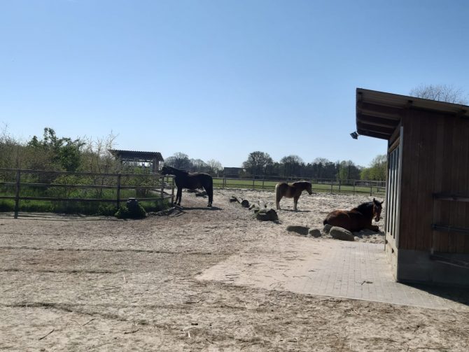 Aktivstall Steinloge
