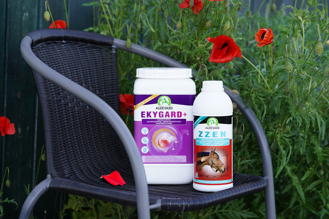 Produkttest: Audevard Ekygard+ und Audevard ZZEN 2023