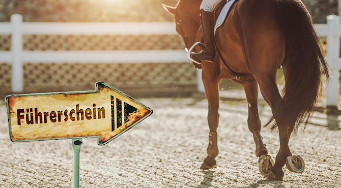 Der Pferdeführerschein: Wird er zur Pflicht und was umfasst er?