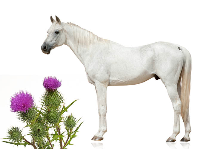 Pferde mit Mariendistel bei Leberbeschwerden behandeln