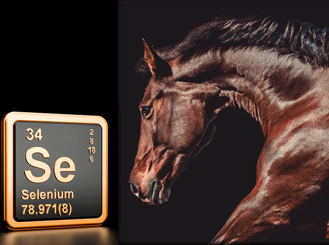 Pferd mit Selen Logo