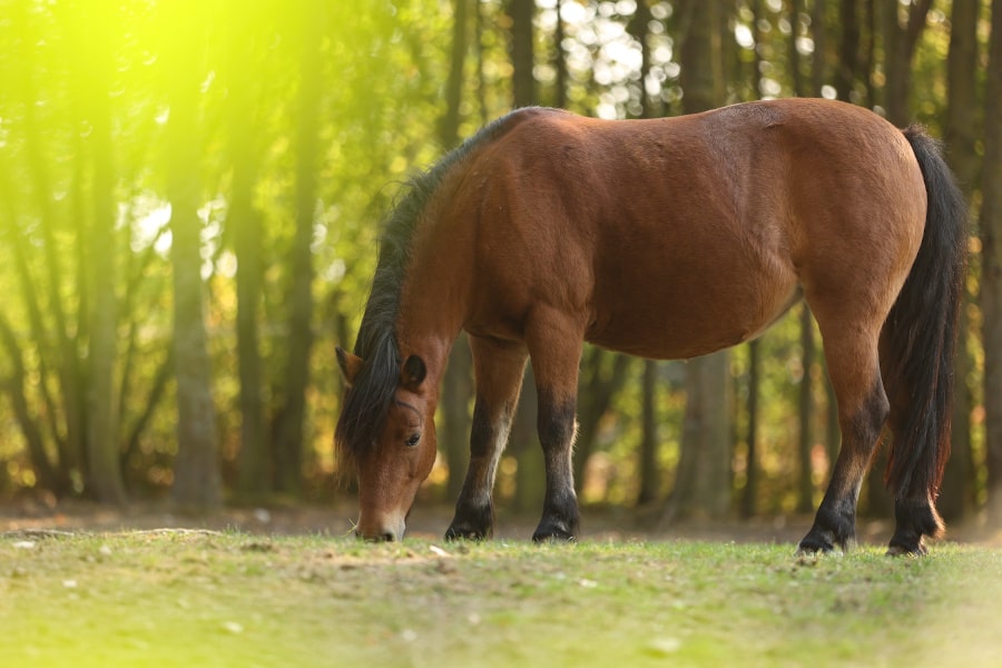 Ein übergewichtiges Pferd steht auf einer Wiese und grast. Im Hintergrund ein Wald.
