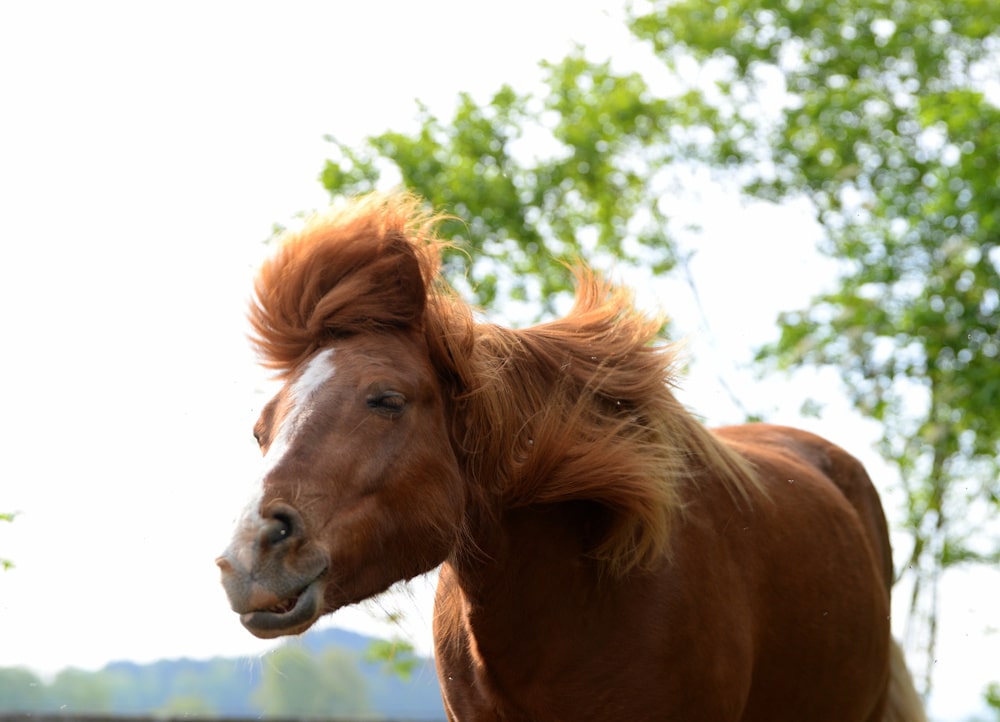 Ein Pony schüttelt seinen Kopf