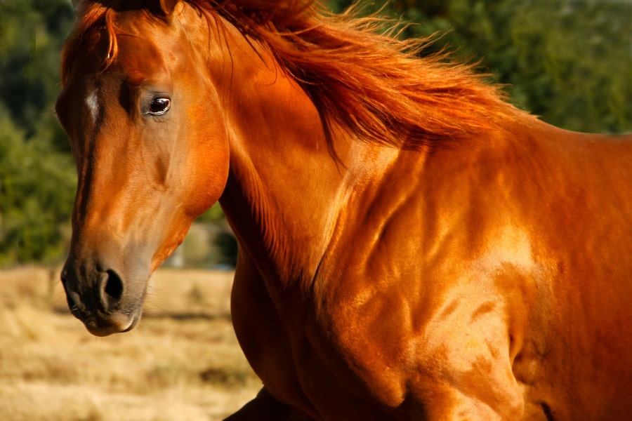 Ein Fuchs-Pferd in der Nahaufnahme, bei dem man sehr gut die Schulter- und Halsmuskulatur erkennt