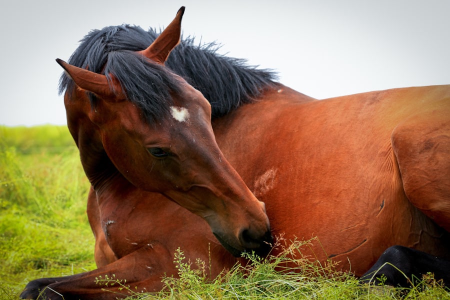 Ein Pferd liegt auf der Wiese und kratzt sich am Bauch