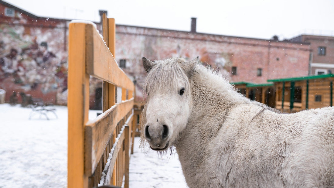Ein Pferd mit dickem Winterfell steht im Freien. Es ist Schnee am Boden.