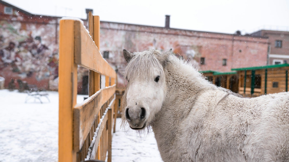 Ein Pferd mit dickem Winterfell steht im Freien. Es ist Schnee am Boden.