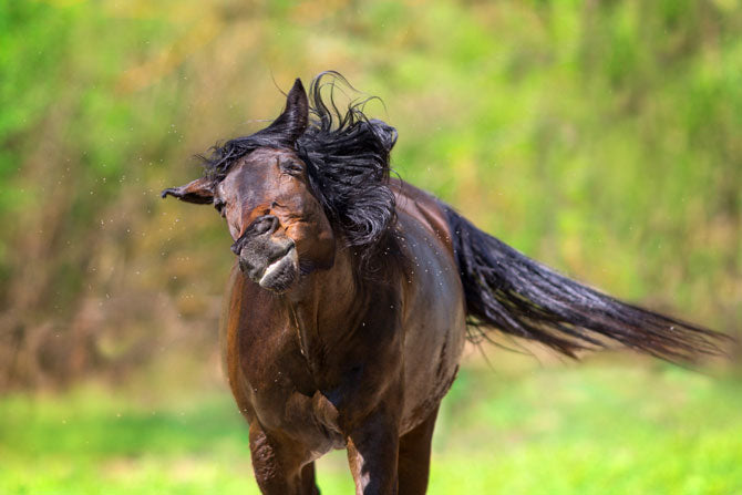 Pferd im Sommer wehrt Mücken ab