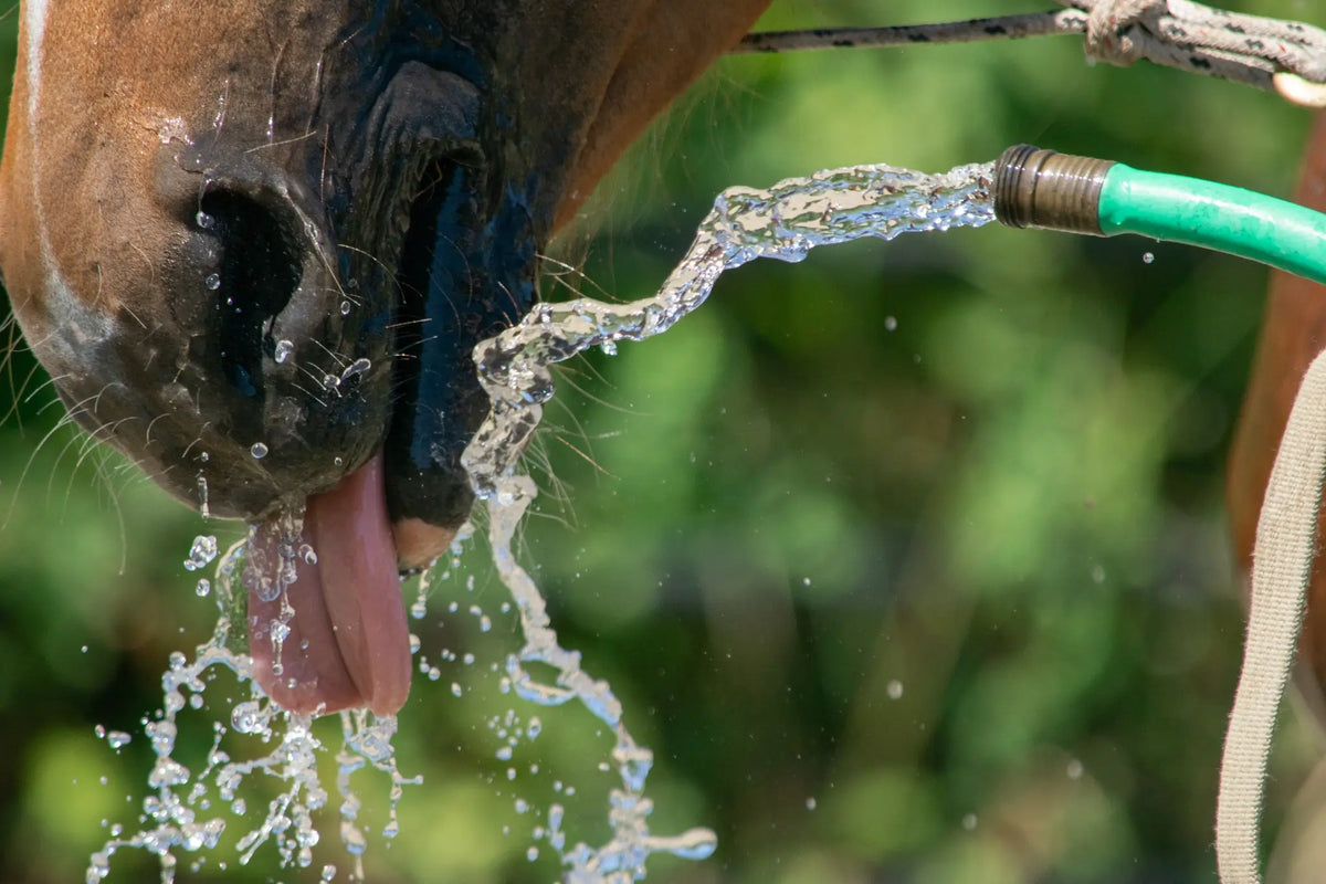 Ein Pferd trinkt Wasser aus einem Schlauch.