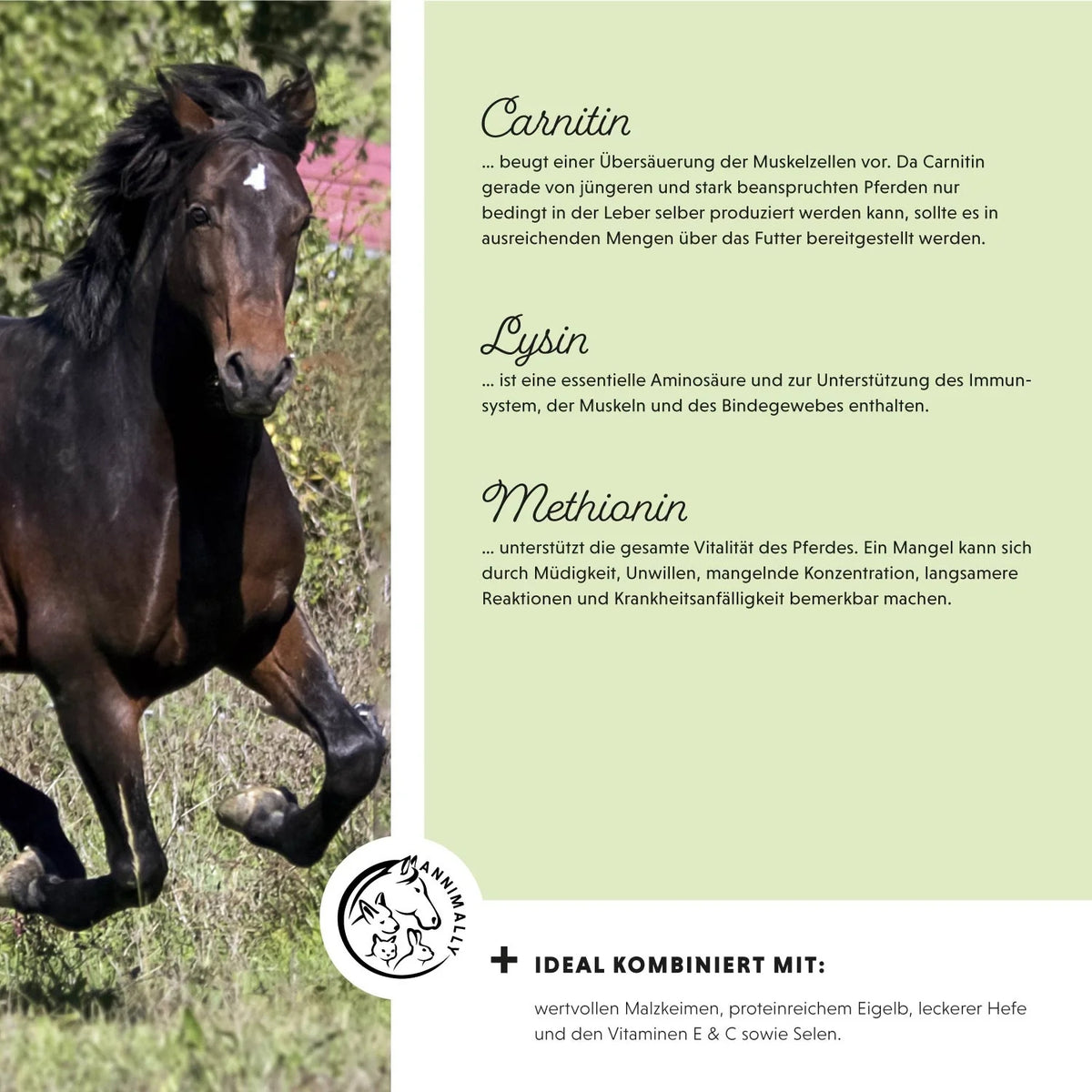 11520 – Bild 2