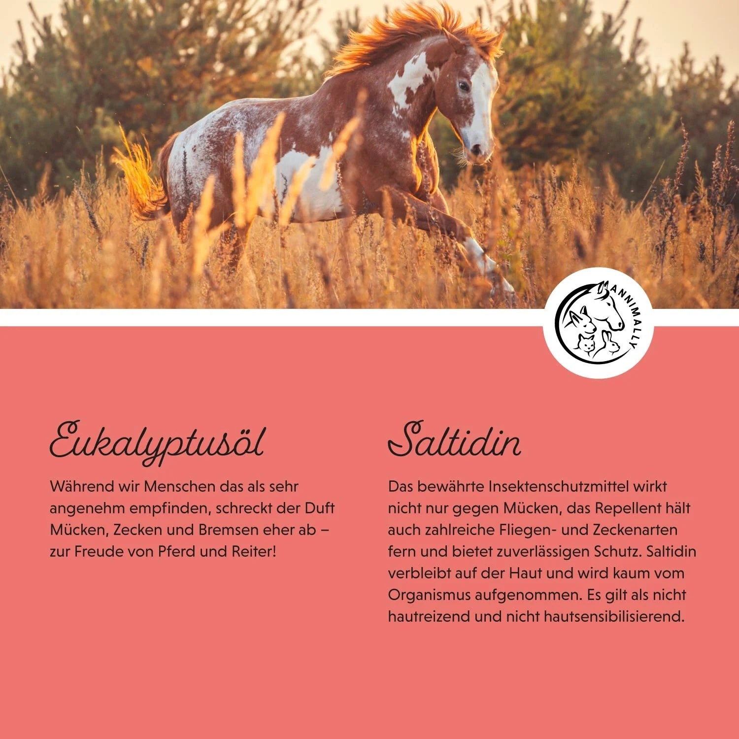 11531 – Bild 1