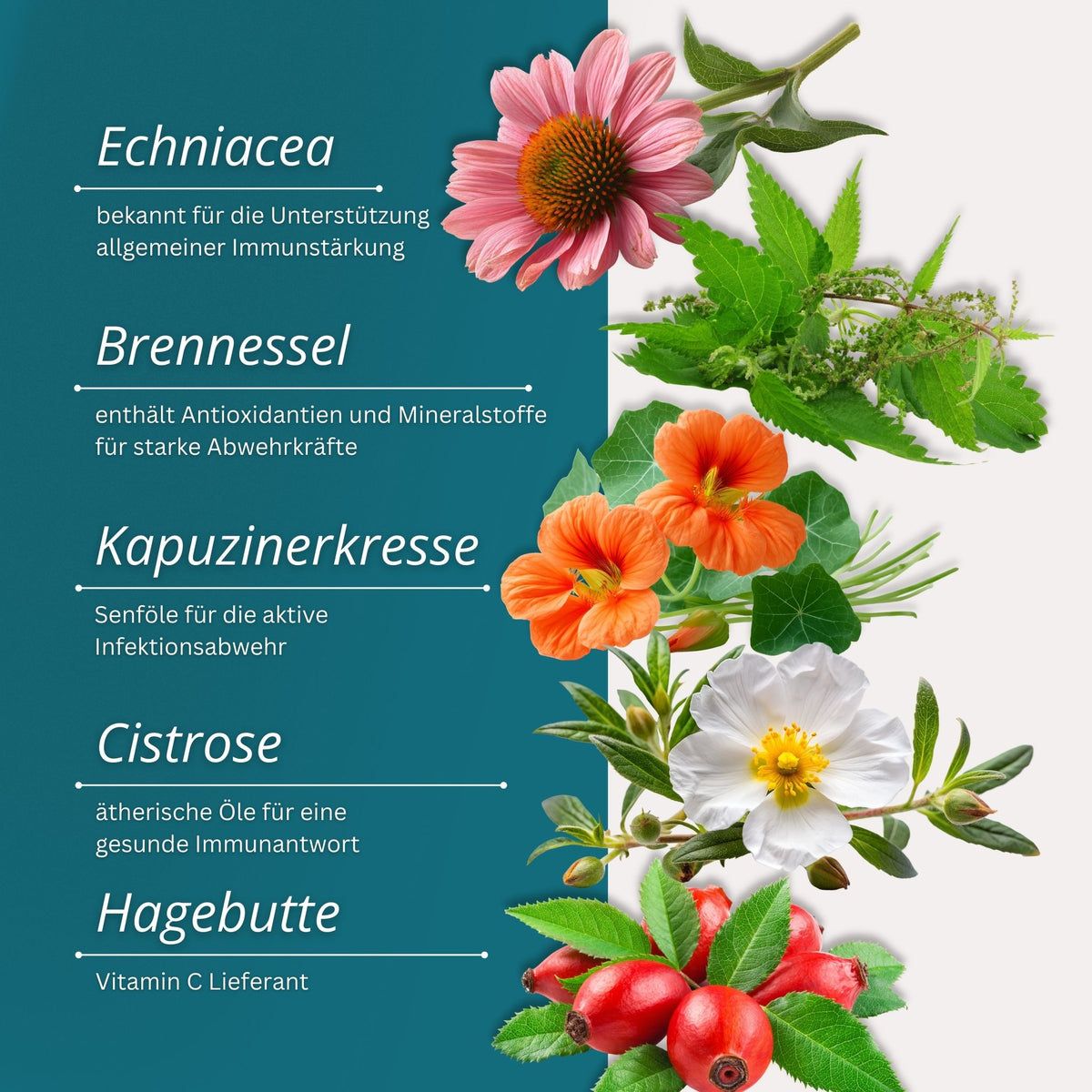 Equidocs Kräutermischung Immun Fit 1000 g